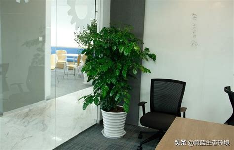 辦公室放植物|辦公室植物養護全攻略